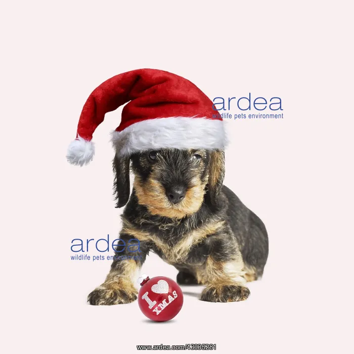 : Wire Haired Dachshund Dog, wearing Christmas : Wire Haired Dachshund Dog, wearing Christmas