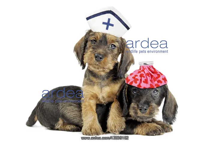 : Wire Haired Dachshund Dog, one wearing a Nurse : Wire Haired Dachshund Dog, one wearing a Nurse