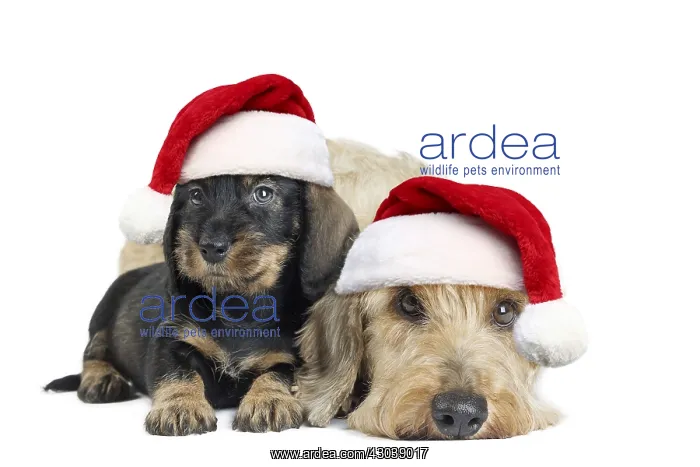 : Wire Haired Dachshund Dogs adult and puppy wearing : Wire Haired Dachshund Dogs adult and puppy wearing