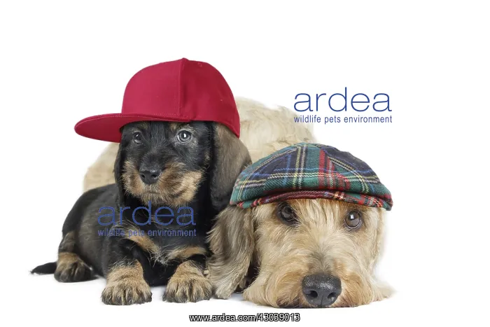 : Wire Haired Dachshund Dogs, adult wearing flat : Wire Haired Dachshund Dogs, adult wearing flat