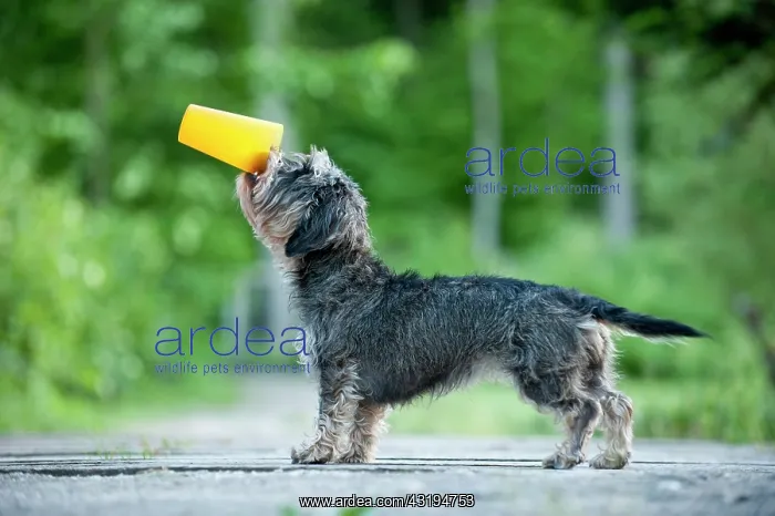 : Wire-haired Dachshund drinking from a cup, trick : Wire-haired Dachshund drinking from a cup, trick