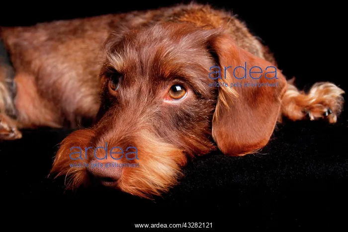 : Wire-haired Dachshund, Germany, Europe : Wire-haired Dachshund, Germany, Europe