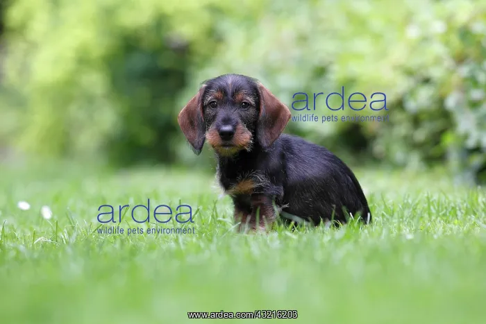 : Wire-haired dachshund, puppy, 10 weeks, sitting : Wire-haired dachshund, puppy, 10 weeks, sitting