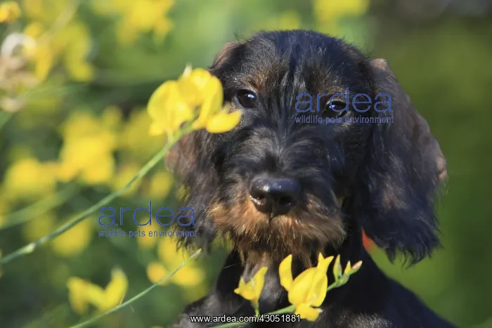 : Wire-haired Dachshund puppy in a garden in flowered Broom : Wire-haired Dachshund puppy in a garden in flowered Broom