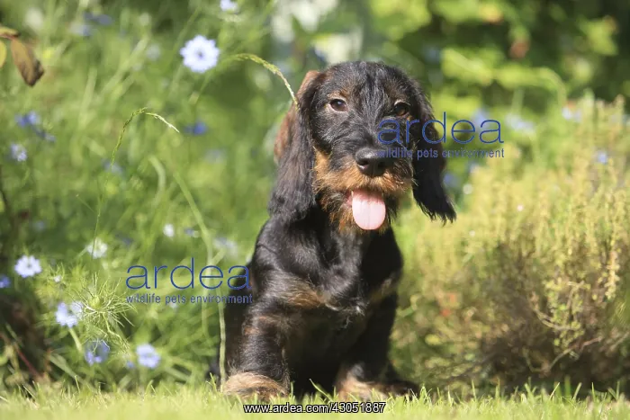: Wire-haired Dachshund puppy in a garden France : Wire-haired Dachshund puppy in a garden France