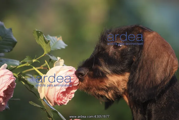 : Wire-haired Dachshund puppy in a garden smelling Roses : Wire-haired Dachshund puppy in a garden smelling Roses
