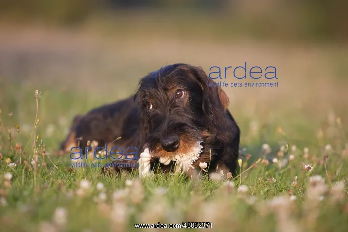 : Wire-haired Dachshund puppy nibbling rope knot France : Wire-haired Dachshund puppy nibbling rope knot France