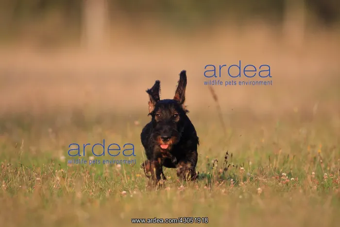 : Wire-haired Dachshund puppy running in a meadow France : Wire-haired Dachshund puppy running in a meadow France