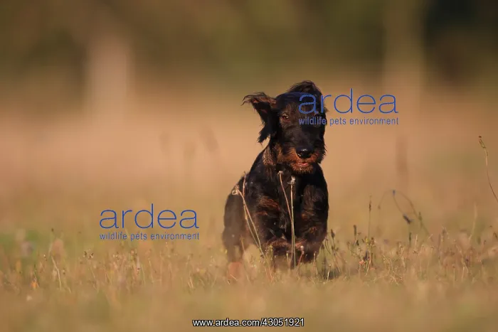 : Wire-haired Dachshund puppy running in a meadow France : Wire-haired Dachshund puppy running in a meadow France