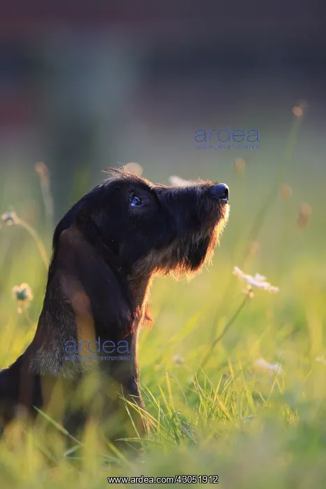 : Wire-haired Dachshund puppy seated and attentive France : Wire-haired Dachshund puppy seated and attentive France