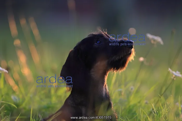 : Wire-haired Dachshund puppy seated and attentive France : Wire-haired Dachshund puppy seated and attentive France