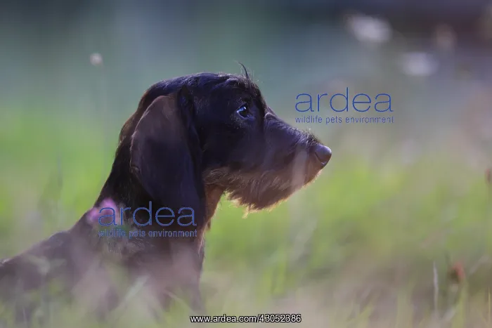 : Wire-haired Dachshund puppy seated and attentive France : Wire-haired Dachshund puppy seated and attentive France