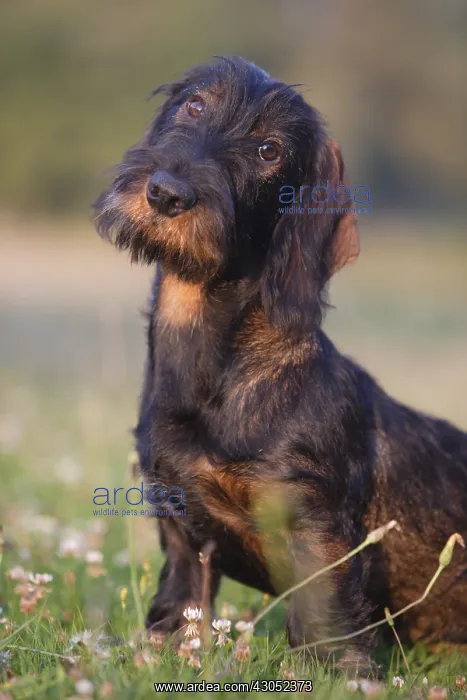 : Wire-haired Dachshund puppy seated and attentive in a meadow : Wire-haired Dachshund puppy seated and attentive in a meadow