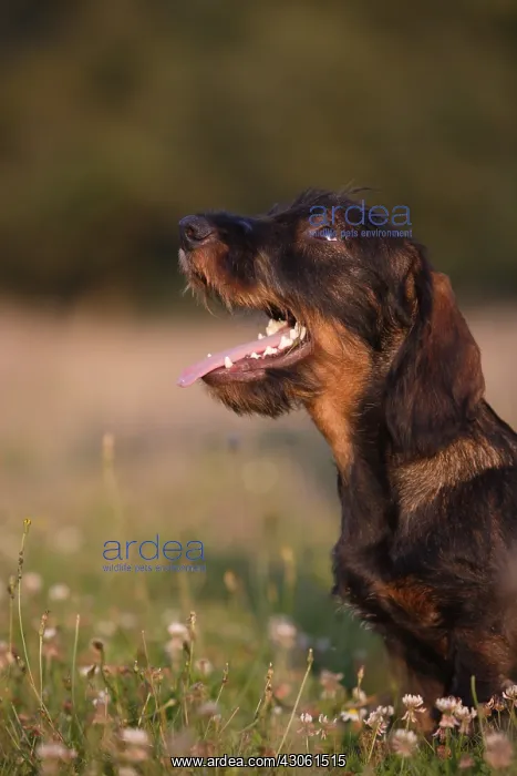 : Wire-haired Dachshund puppy seated and attentive in a meadow : Wire-haired Dachshund puppy seated and attentive in a meadow