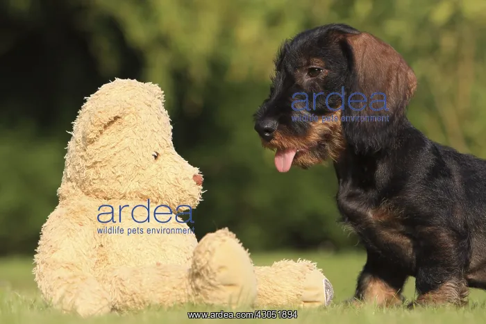 : Wire-haired Dachshund puppy and teddy bear in a garden : Wire-haired Dachshund puppy and teddy bear in a garden