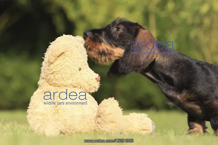 : Wire-haired Dachshund puppy and teddy bear in a garden : Wire-haired Dachshund puppy and teddy bear in a garden