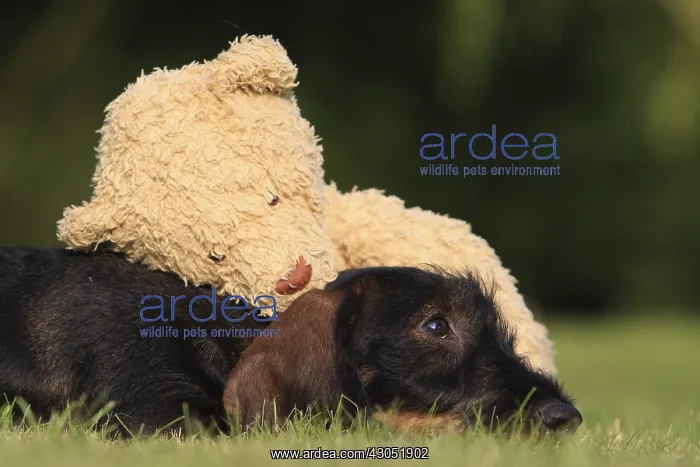 : Wire-haired Dachshund puppy and teddy bear in a garden : Wire-haired Dachshund puppy and teddy bear in a garden