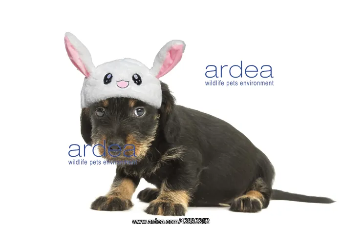 : Wire-haired Dachshund puppy wearing a cute fluffy : Wire-haired Dachshund puppy wearing a cute fluffy