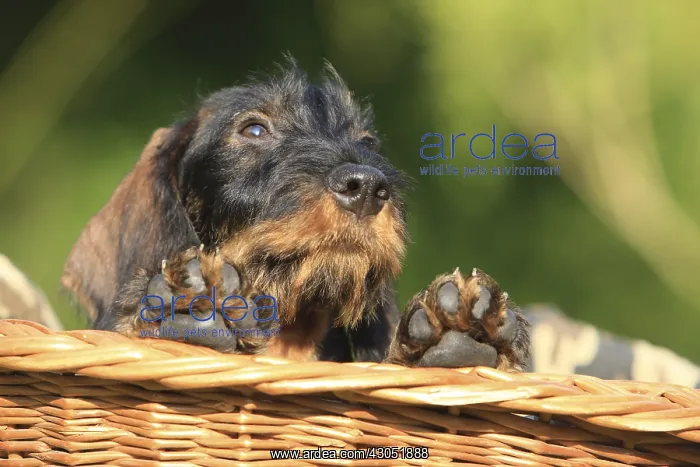 : Wire-haired Dachshund puppy in a wicker basket in a garden : Wire-haired Dachshund puppy in a wicker basket in a garden