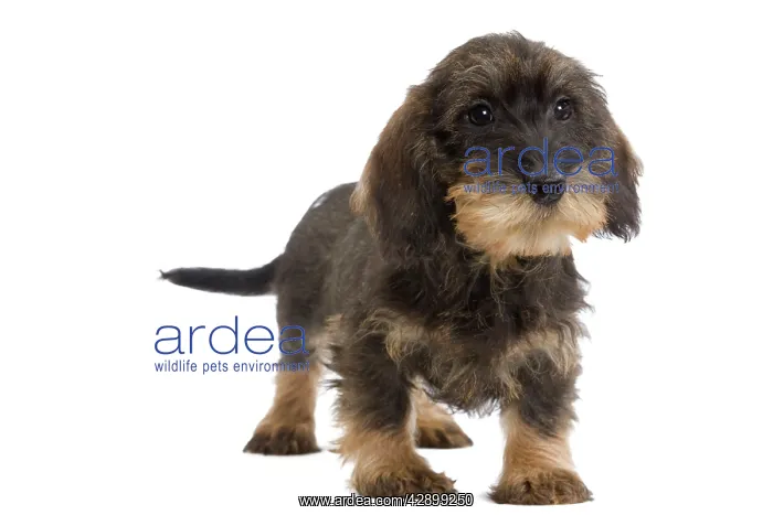 : Wire-haired Dachshund / Teckel - puppy in studio : Wire-haired Dachshund / Teckel - puppy in studio