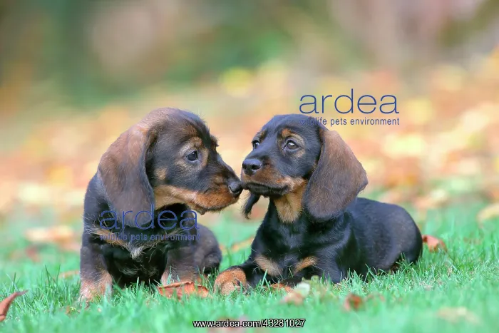  : Wire-haired Dachshunds (Canis lupus familiaris)