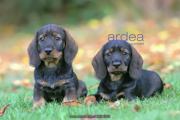 : Wire-haired Dachshunds (Canis lupus familiaris) : Wire-haired Dachshunds (Canis lupus familiaris)