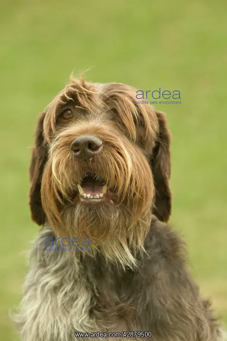 : Wire-haired Pointing Griffon / Korthals Griffon : Wire-haired Pointing Griffon / Korthals Griffon