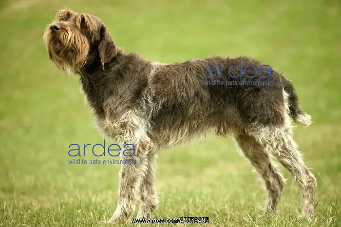 : Wire-haried Pointing Griffon / Korthals Griffon DOG : Wire-haried Pointing Griffon / Korthals Griffon DOG
