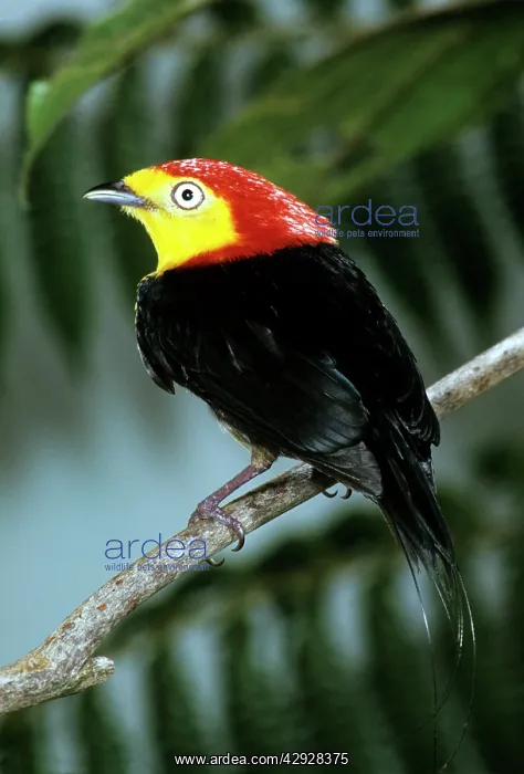 : Wire-tailed Manakin : Wire-tailed Manakin