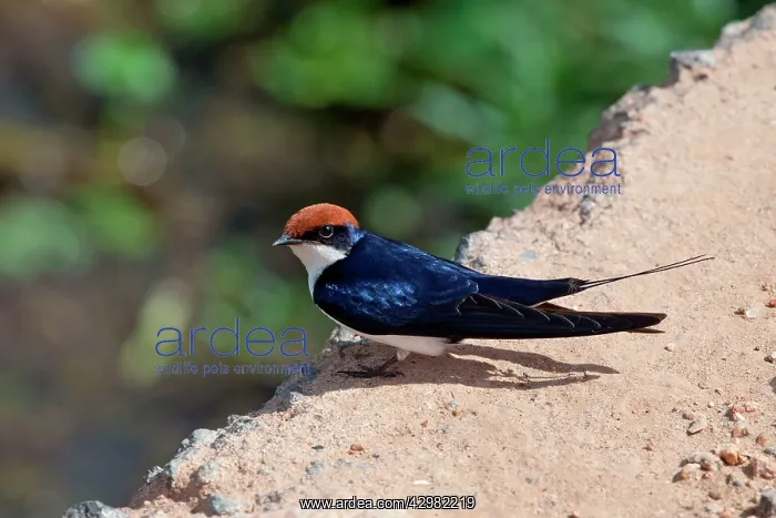 : Wire-tailed Swallow : Wire-tailed Swallow