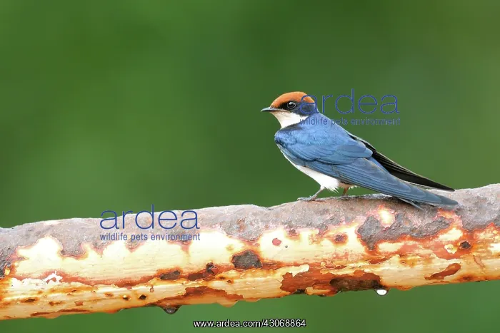 : Wire-tailed Swallow : Wire-tailed Swallow