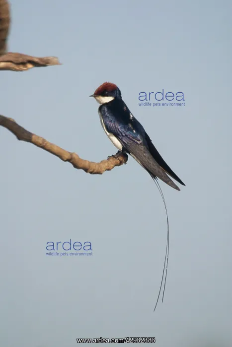 : Wire-tailed Swallow - Perched on branch : Wire-tailed Swallow - Perched on branch