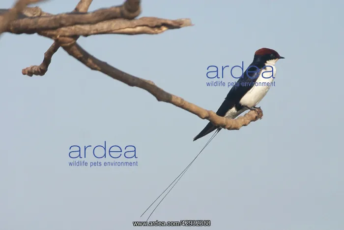 : Wire-tailed Swallow - Perched on branch : Wire-tailed Swallow - Perched on branch