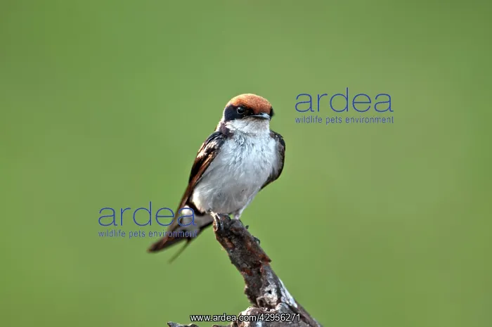 : Wire-Tailed Swallow - perched on dead stump : Wire-Tailed Swallow - perched on dead stump