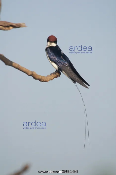 : Wire-tailed Swallow - A widespread Indian resident : Wire-tailed Swallow - A widespread Indian resident