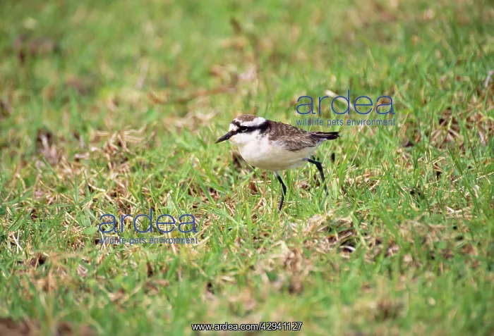 : WIREBIRD / St Helena Sand Plover - only endemic landbird : WIREBIRD / St Helena Sand Plover - only endemic landbird