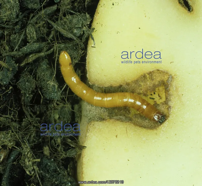 : Wireworm (Agriotes sp.) click beetle larva feeding on a potato (Solanum tuberosum) tuber : Wireworm (Agriotes sp.) click beetle larva feeding on a potato (Solanum tuberosum) tuber