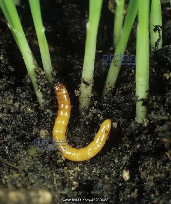 : Wireworm (Agriotes lineatus) : Wireworm (Agriotes lineatus)