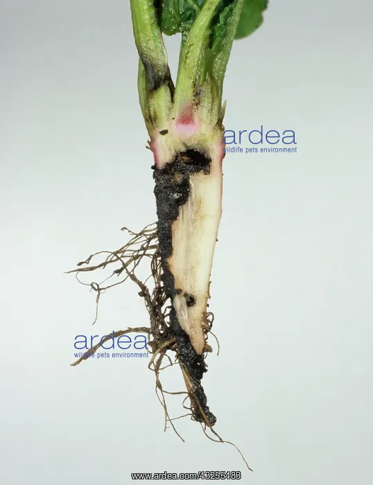 : Wireworm (Agriotes sp.) damage to Sugar Beet : Wireworm (Agriotes sp.) damage to Sugar Beet