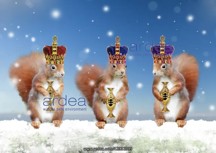 : Three wise Red Squirrels - 3 standing in snowy Christmas sce : Three wise Red Squirrels - 3 standing in snowy Christmas sce