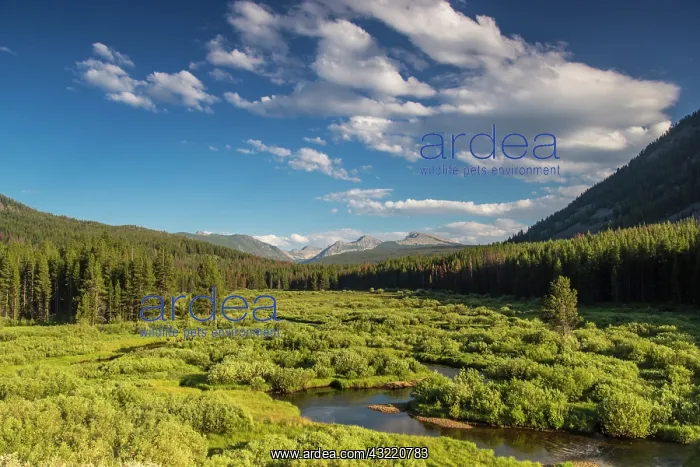 : The Wise River in the Pioneer Mountains : The Wise River in the Pioneer Mountains