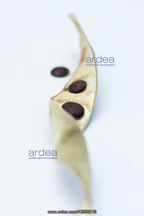 : Wisteria : Wisteria