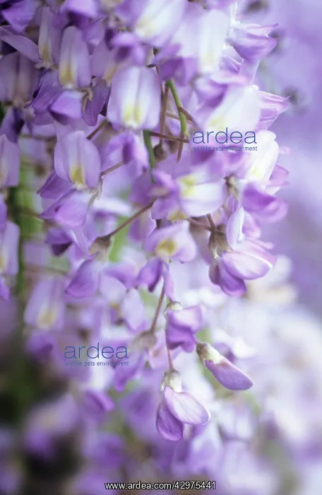  : Wisteria