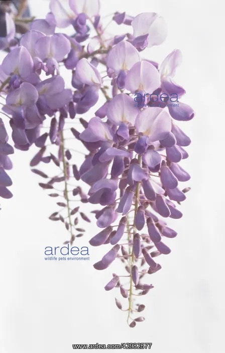  : Wisteria. Wisteria