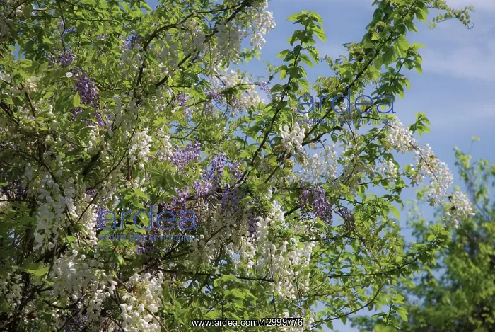 : Wisteria, Silky wisteria, Wisteria venusta : Wisteria, Silky wisteria, Wisteria venusta
