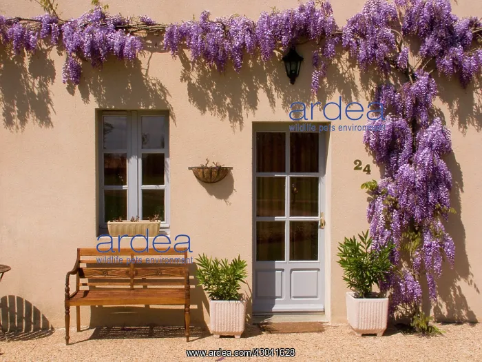 : Wisteria. Wisteria : Wisteria. Wisteria