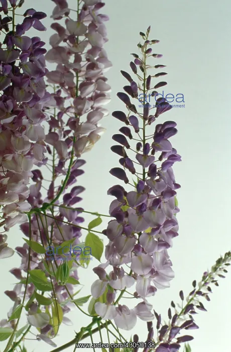 : Wisteria : Wisteria