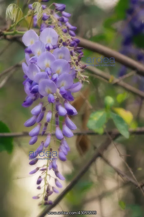 : Wisteria, Wisteria sinensis : Wisteria, Wisteria sinensis