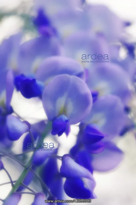 : Wisteria, Wisteria sinensis : Wisteria, Wisteria sinensis