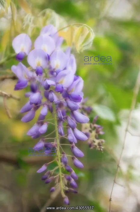 : Wisteria, Wisteria sinensis : Wisteria, Wisteria sinensis